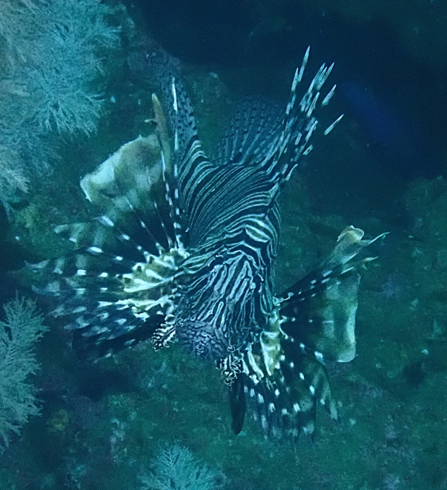 Click to View Common Lionfish<br><span style='font-size:12px'><i>Dave & Rose</i></span>