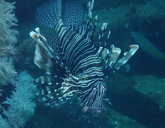 Click to View Common Lionfish<br><span style='font-size:12px'><i>Dave & Rose</i></span>