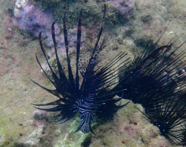 Click to View Common Lionfish juvenile<br><span style='font-size:12px'><i>Dave & Rose</i></span>