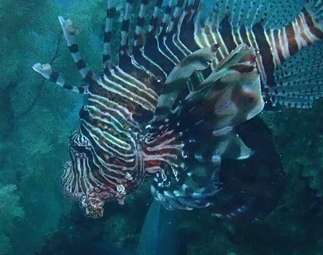 Click to View Common Lionfish<br><span style='font-size:12px'><i>Dave & Rose</i></span>