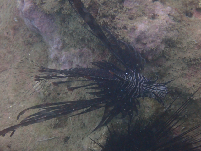 Click to View Common Lionfish juvenile<br><span style='font-size:12px'><i>Dave & Rose</i></span>