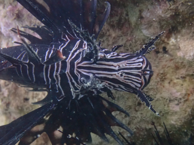 Click to View Common Lionfish juvenile<br><span style='font-size:12px'><i>Dave & Rose</i></span>