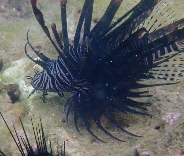 Click to View Common Lionfish juvenile<br><span style='font-size:12px'><i>Dave & Rose</i></span>