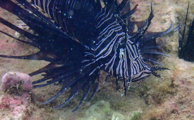 Click to View Common Lionfish juvenile<br><span style='font-size:12px'><i>Dave & Rose</i></span>