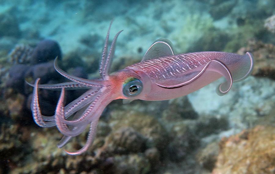 Click to View Common Reef Squid<br><span style='font-size:12px'><i>Fishbase</i></span>