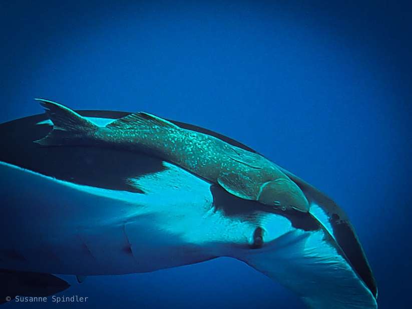 Click to View Common Remora<br><span style='font-size:12px'><i>iNaturalist</i></span>