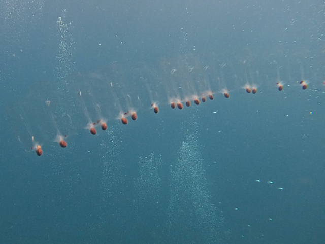 Click to View Common Salp<br><span style='font-size:12px'><i>Dave & Rose</i></span>