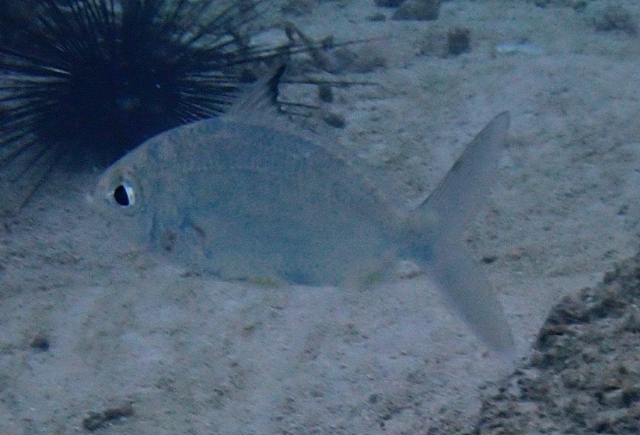 Click to View Common Silver-biddy<br><span style='font-size:12px'><i>Dave & Rose</i></span>