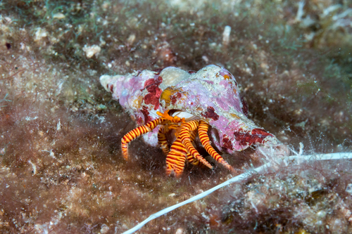Click to View Cone Shell Hermit Crab<br><span style='font-size:12px'><i>iNaturalist</i></span>
