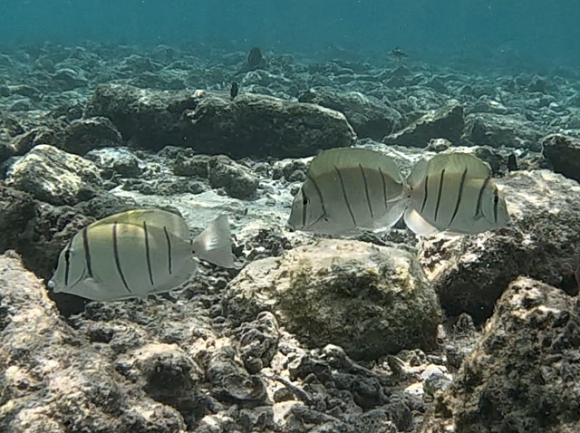 Click to View Convict Surgeonfish<br><span style='font-size:12px'><i>Dave & Rose</i></span>