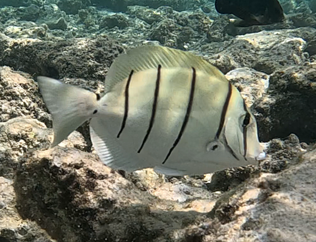 Click to View Convict Surgeonfish<br><span style='font-size:12px'><i>Dave & Rose</i></span>