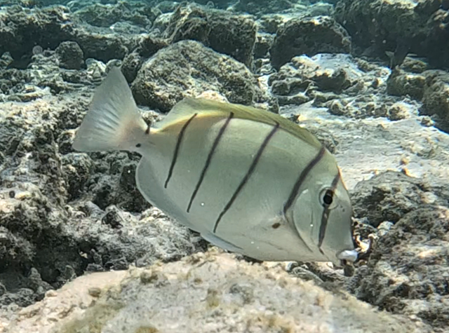 Click to View Convict Surgeonfish<br><span style='font-size:12px'><i>Dave & Rose</i></span>