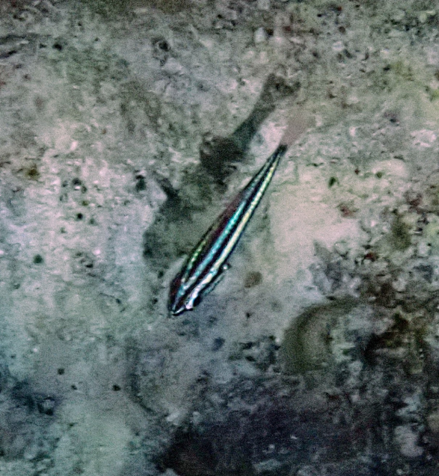 Click to View Cook's Cardinalfish<br><span style='font-size:12px'><i>Dave & Rose</i></span>