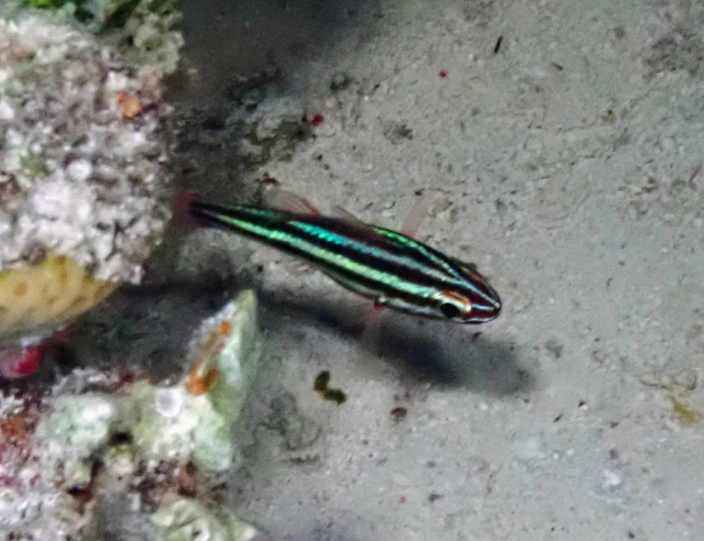 Click to View Cook's Cardinalfish<br><span style='font-size:12px'><i>Dave & Rose</i></span>