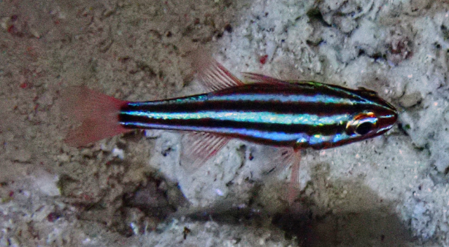 Click to View Cook's Cardinalfish<br><span style='font-size:12px'><i>Dave & Rose</i></span>