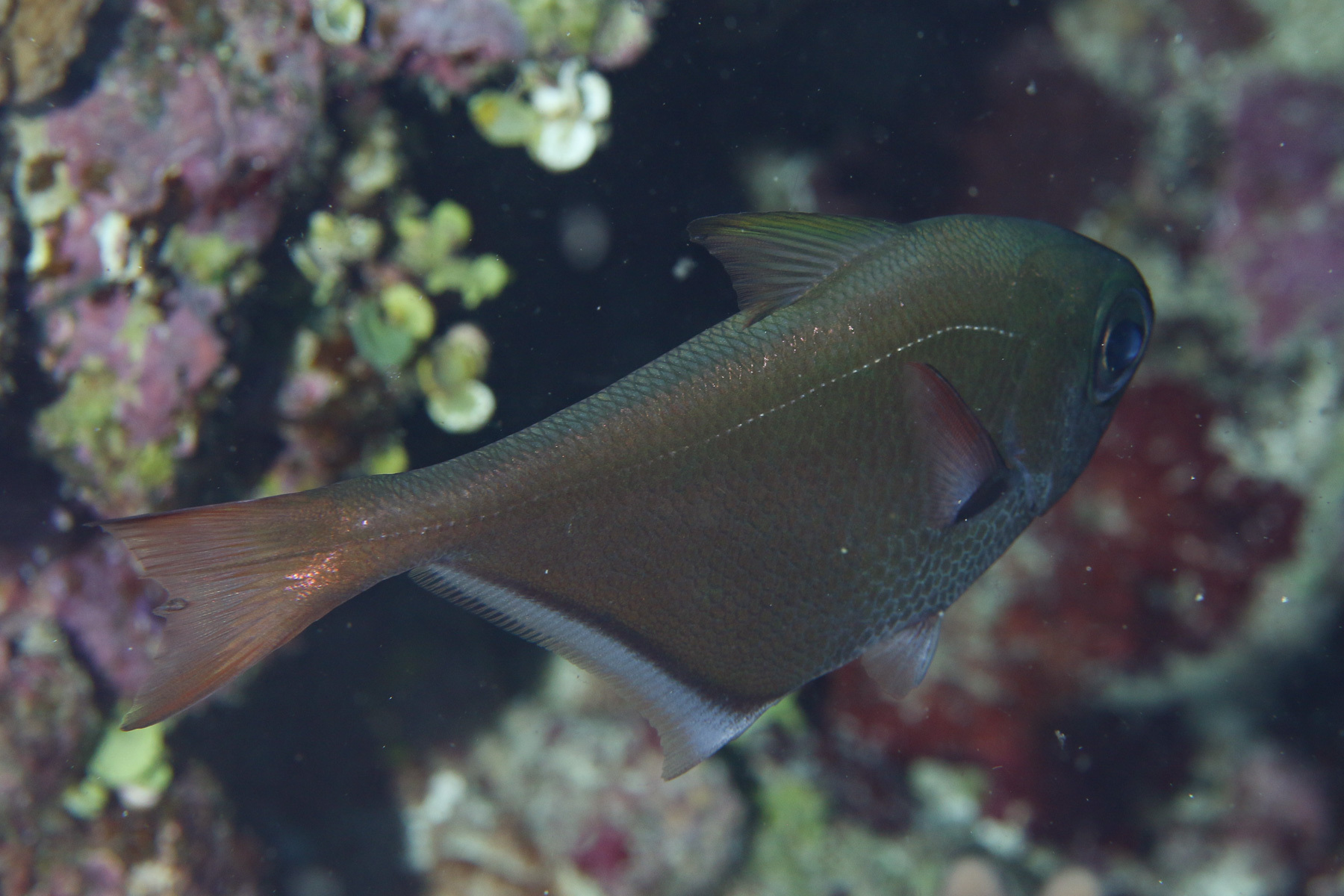 Click to View Copper Sweeper<br><span style='font-size:12px'><i>iNaturalist</i></span>