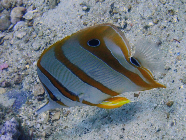 Click to View Copperband Butterflyfish<br><span style='font-size:12px'><i>Dave & Rose</i></span>