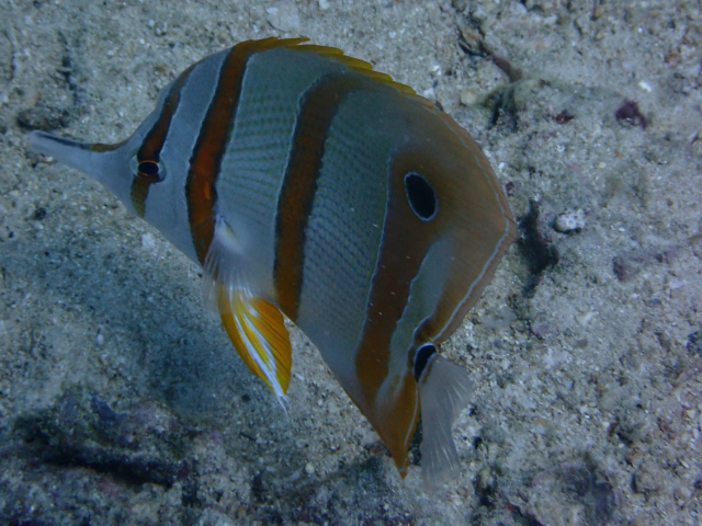 Click to View Copperband Butterflyfish<br><span style='font-size:12px'><i>Dave & Rose</i></span>