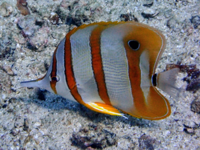 Click to View Copperband Butterflyfish<br><span style='font-size:12px'><i>Dave & Rose</i></span>