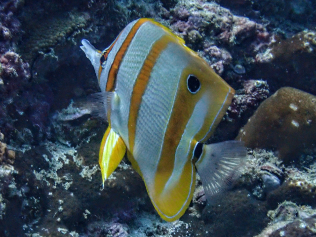 Click to View Copperband Butterflyfish<br><span style='font-size:12px'><i>Dave & Rose</i></span>