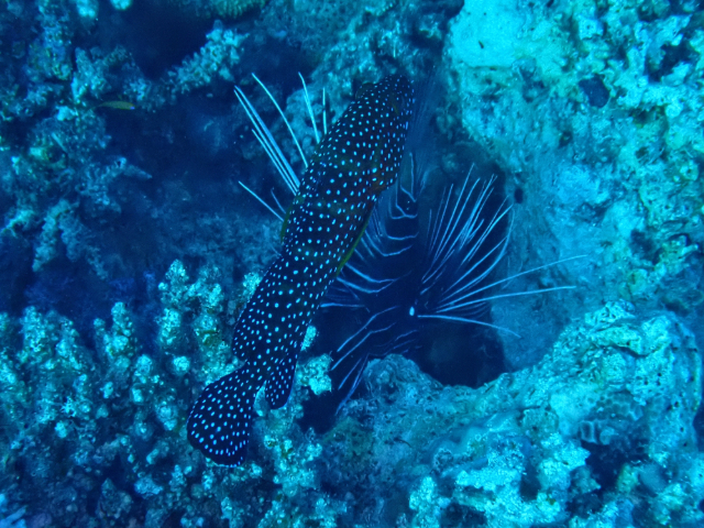 Click to View Coral Hind<br><span style='font-size:12px'><i>Dave & Rose</i></span>