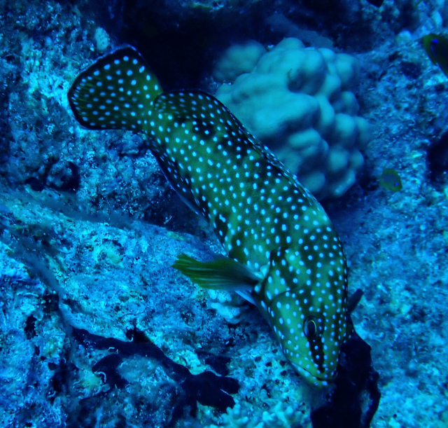 Click to View Coral Hind<br><span style='font-size:12px'><i>Dave & Rose</i></span>