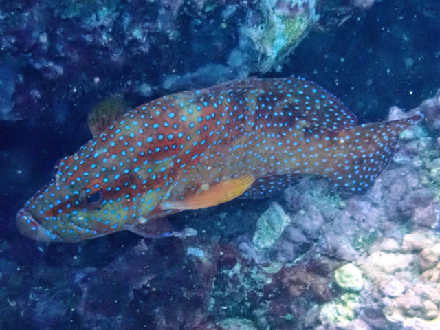 Click to View Coral Hind<br><span style='font-size:12px'><i>Dave & Rose</i></span>