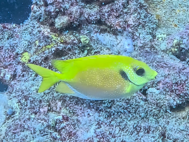 Coral Rabbitfish<br><span style='font-size:12px'><i>Dave & Rose</i>&nbsp&nbspPhilippines&nbsp&nbsp26th Apr 2026</span>