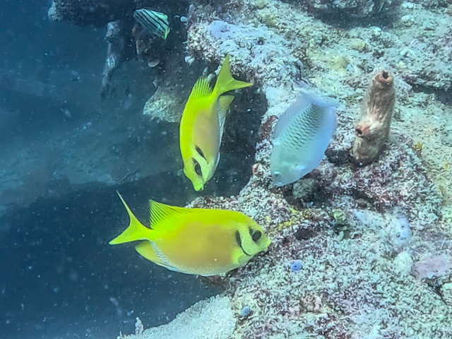 Coral Rabbitfish<br><span style='font-size:12px'><i>Dave & Rose</i></span>
