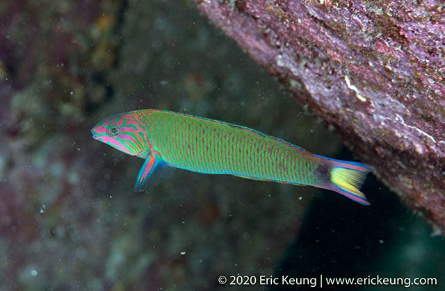 Click to View Crescent Wrasse<br><span style='font-size:12px'><i>Fishbase</i></span>