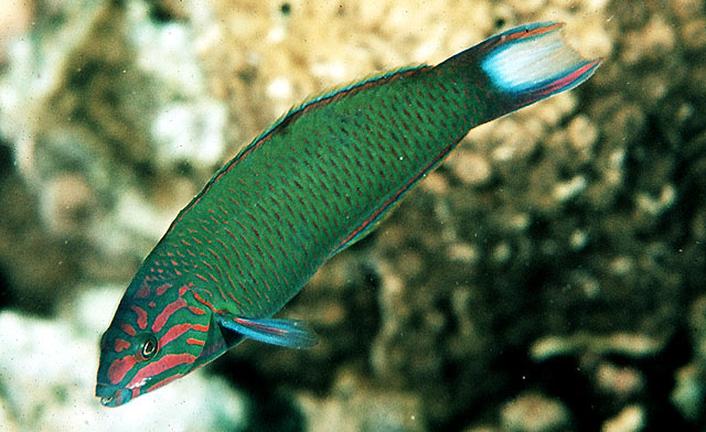 Click to View Crescent Wrasse<br><span style='font-size:12px'><i>Fishbase</i></span>
