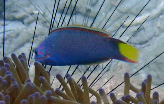 Click to View Crescent Wrasse<br><span style='font-size:12px'><i>Dave & Rose</i></span>