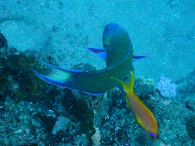 Click to View Crescent Wrasse<br><span style='font-size:12px'><i>Dave & Rose</i></span>