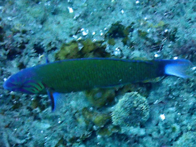 Click to View Crescent Wrasse<br><span style='font-size:12px'><i>Dave & Rose</i></span>