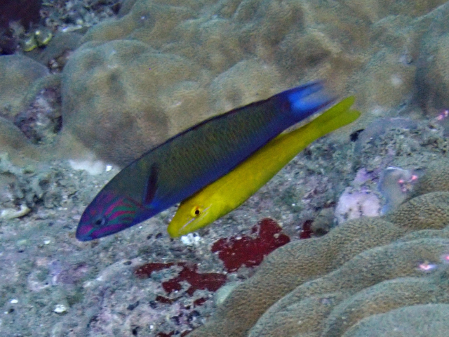 Click to View Crescent Wrasse<br><span style='font-size:12px'><i>Dave & Rose</i></span>
