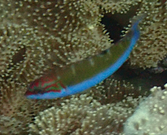 Click to View Crescent Wrasse Juv<br><span style='font-size:12px'><i>Dave & Rose</i></span>