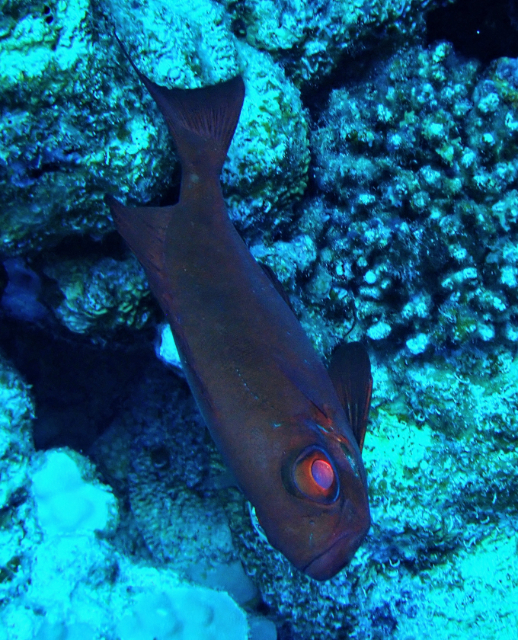 Click to View Crescent-tail Bigeye<br><span style='font-size:12px'><i>Dave & Rose</i></span>