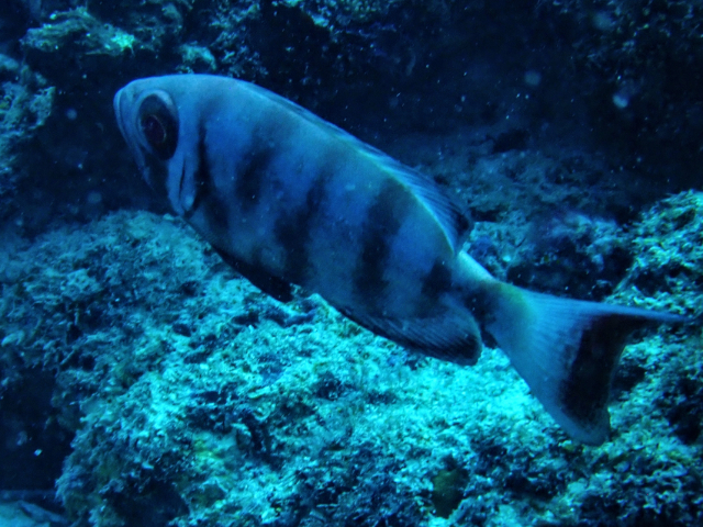 Click to View Crescent-tail Bigeye<br><span style='font-size:12px'><i>Dave & Rose</i></span>