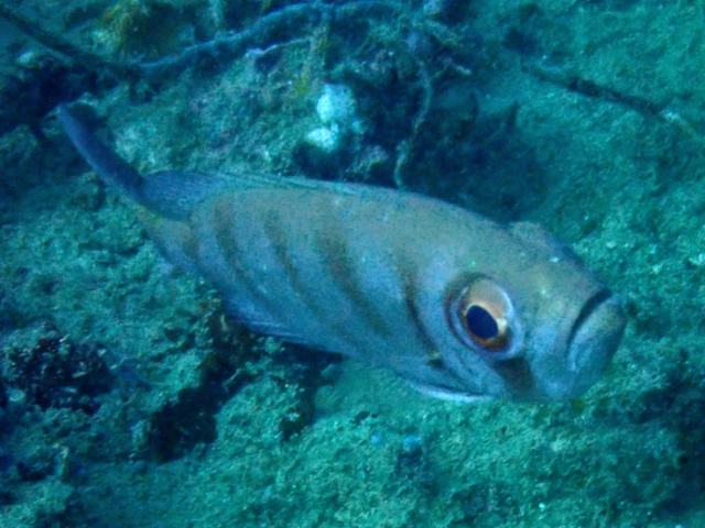 Click to View Crescent-tail Bigeye<br><span style='font-size:12px'><i>Dave & Rose</i></span>