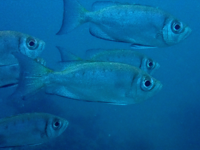 Click to View Crescent-tail Bigeye<br><span style='font-size:12px'><i>Dave & Rose</i></span>