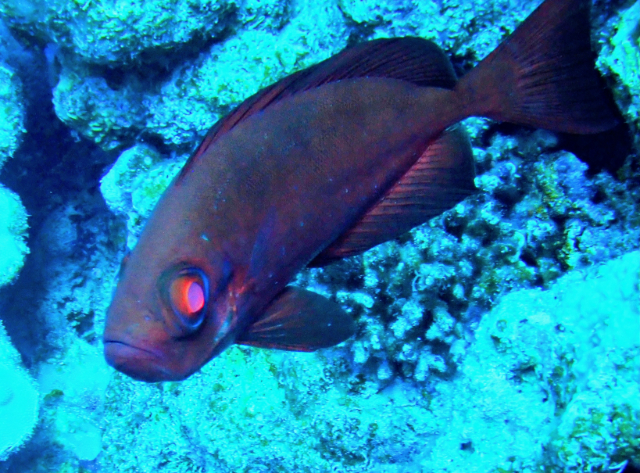 Click to View Crescent-tail Bigeye<br><span style='font-size:12px'><i>Dave & Rose</i></span>