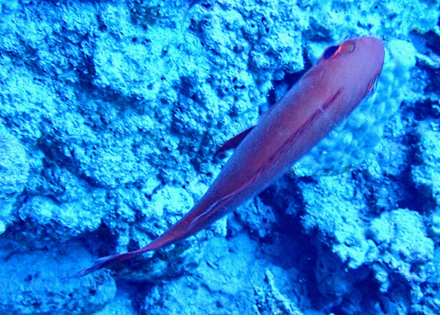 Click to View Crescent-tail Bigeye<br><span style='font-size:12px'><i>Dave & Rose</i></span>
