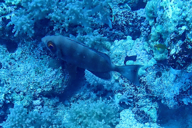 Click to View Crescent-tail Bigeye<br><span style='font-size:12px'><i>Dave & Rose</i></span>