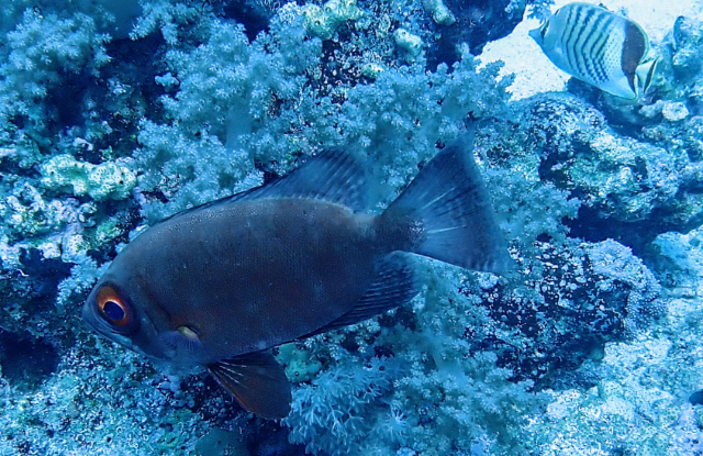 Click to View Crescent-tail Bigeye<br><span style='font-size:12px'><i>Dave & Rose</i></span>