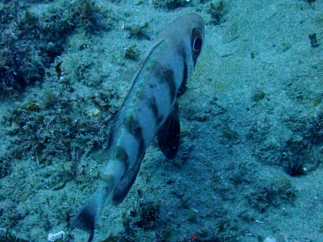 Click to View Crescent-tail Bigeye<br><span style='font-size:12px'><i>Dave & Rose</i></span>