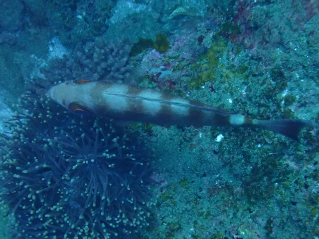 Click to View Crescent-tail Bigeye<br><span style='font-size:12px'><i>Dave & Rose</i></span>