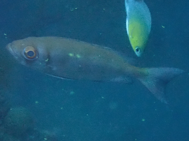 Click to View Crescent-tail Bigeye<br><span style='font-size:12px'><i>Dave & Rose</i></span>
