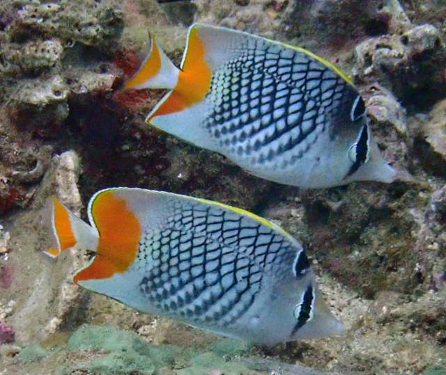 Click to View Crosshatch Butterflyfish<br><span style='font-size:12px'><i>Dave & Rose</i></span>
