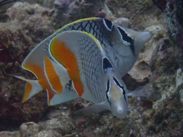 Click to View Crosshatch Butterflyfish<br><span style='font-size:12px'><i>Dave & Rose</i></span>