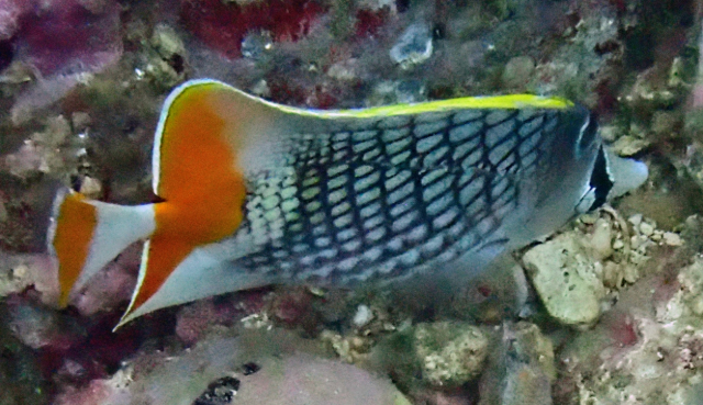 Click to View Crosshatch Butterflyfish<br><span style='font-size:12px'><i>Dave & Rose</i></span>